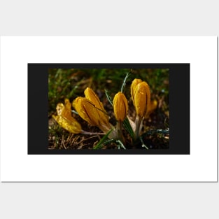 Crocuses Posters and Art